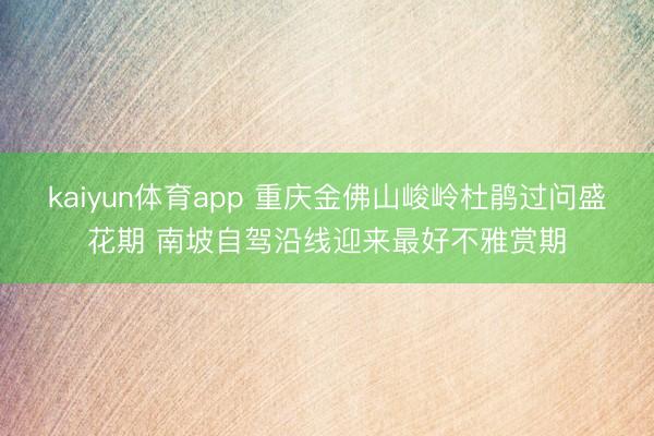 kaiyun体育app 重庆金佛山峻岭杜鹃过问盛花期 南坡自驾沿线迎来最好不雅赏期
